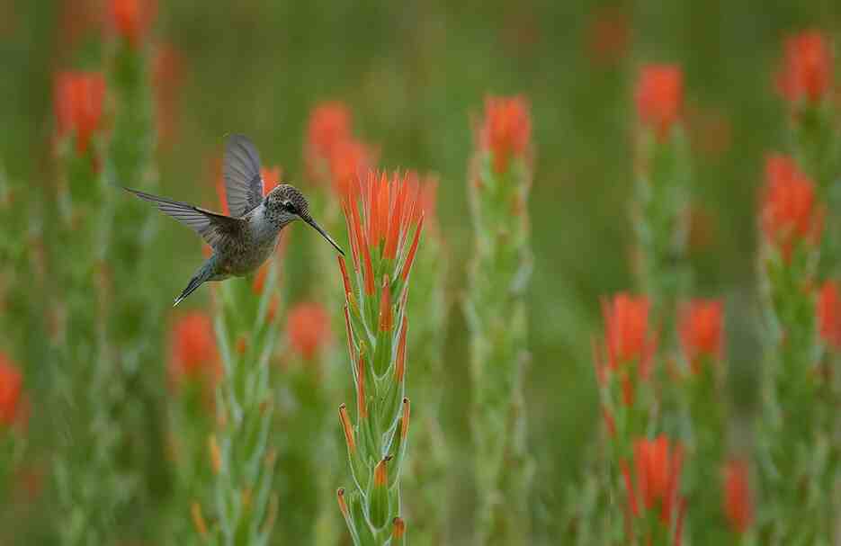 Hummingbird